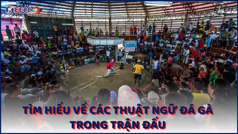 Tim Hieu Ve Cac Thuat Ngu Da Ga Trong Tran Dau